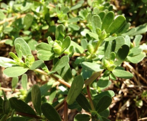 Portulaca o “Ndracchia”